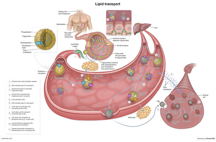 Lipid_Transport