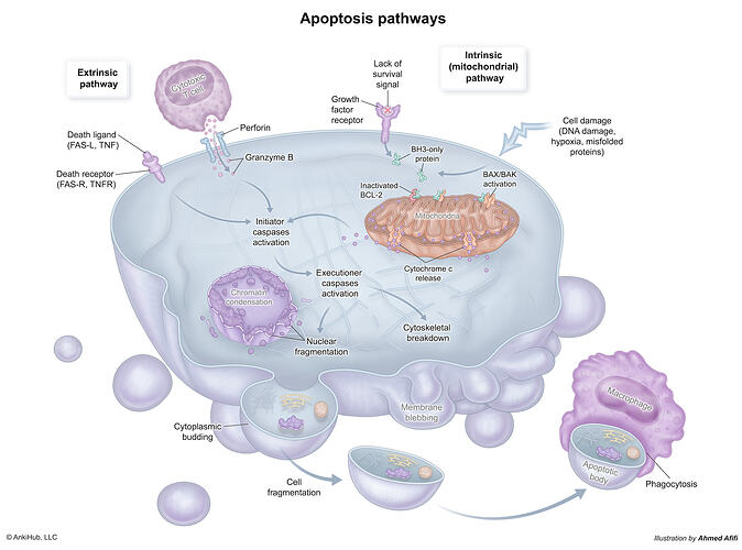 Apoptosis_pathways