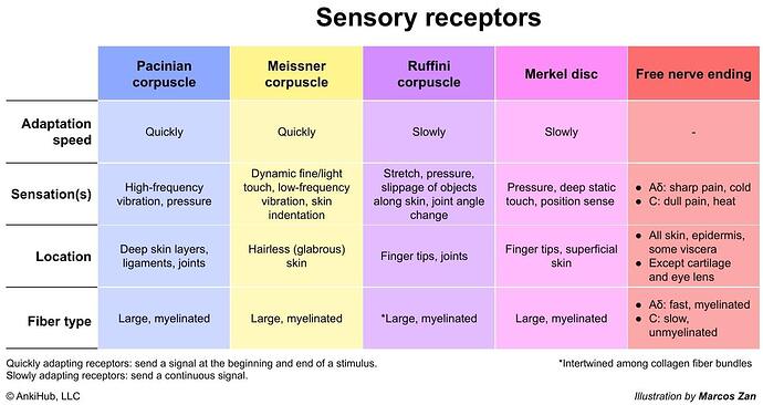 Sensory receptors