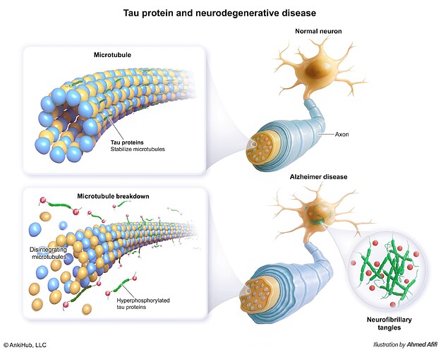 Tau protein comp