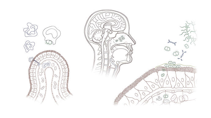 1_Neisseria_Pathogenesis_Sketch