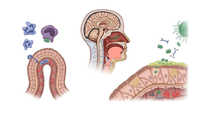 2_Neisseria_Pathogenesis_Base_Color