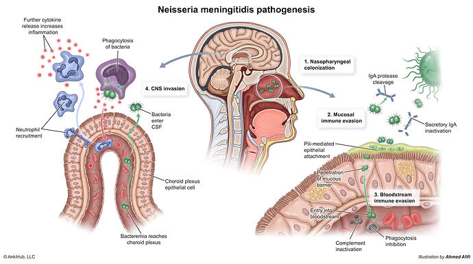 Neisseria_Pathogenesis copy