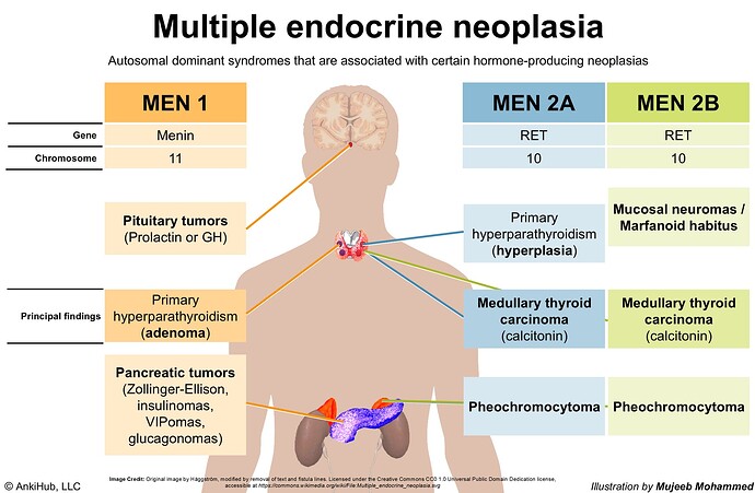 The image illustrates multiple endocrine neoplasia (MEN) syndromes, detailing MEN 1, MEN 2A, and MEN 2B, including their associated genes, chromosomes, and principal clinical findings. (Captioned by AI)