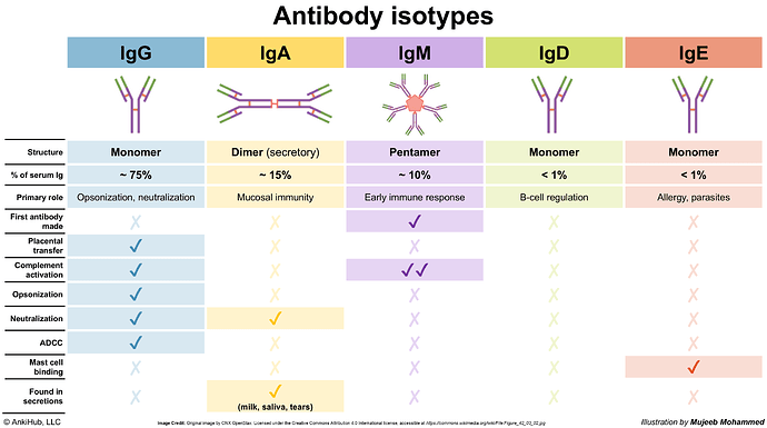 Antibody isotypes