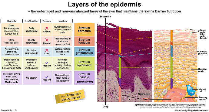 Epidermis layers
