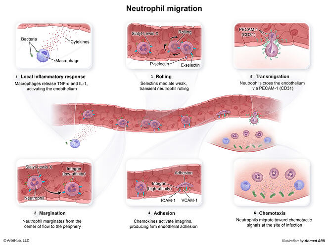 Neutrophil_migration