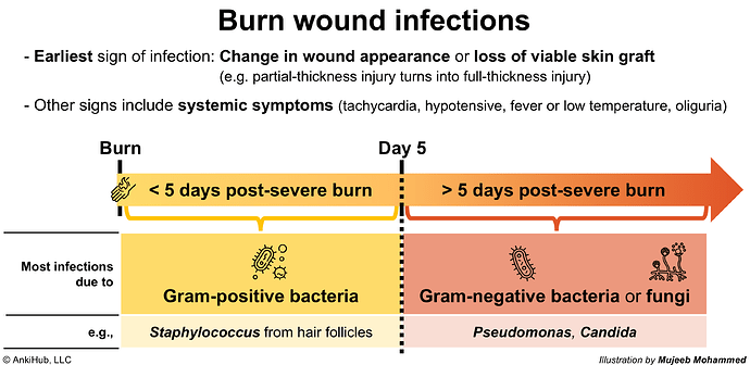 Burn wound infections