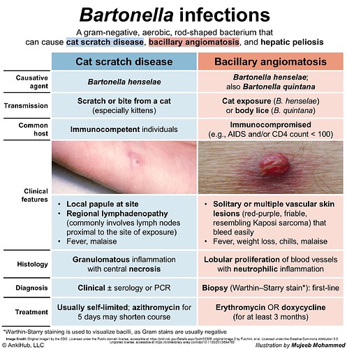 Bartonella infections