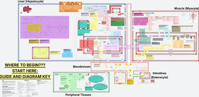 Metabolism Overview