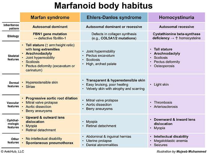 Marfanoid body habitus