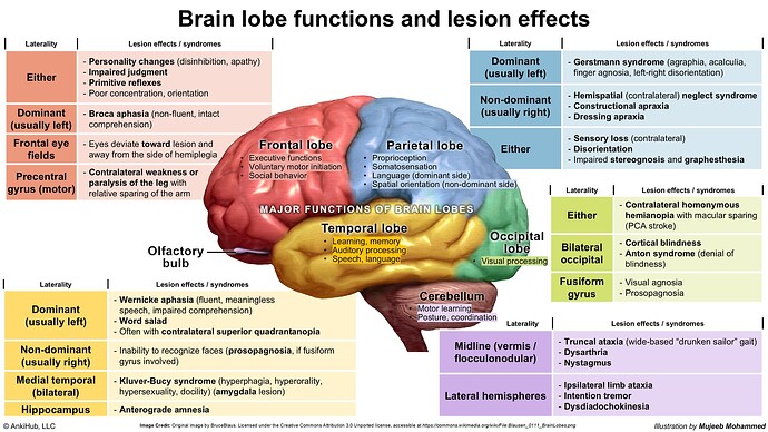 This image shows the functions and lesion effects of different brain lobes, detailing specific symptoms and syndromes associated with each area. (Captioned by AI)