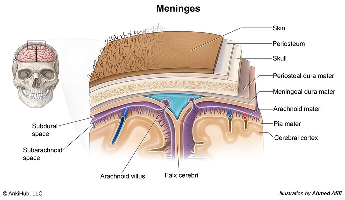 Meninges_comp copy