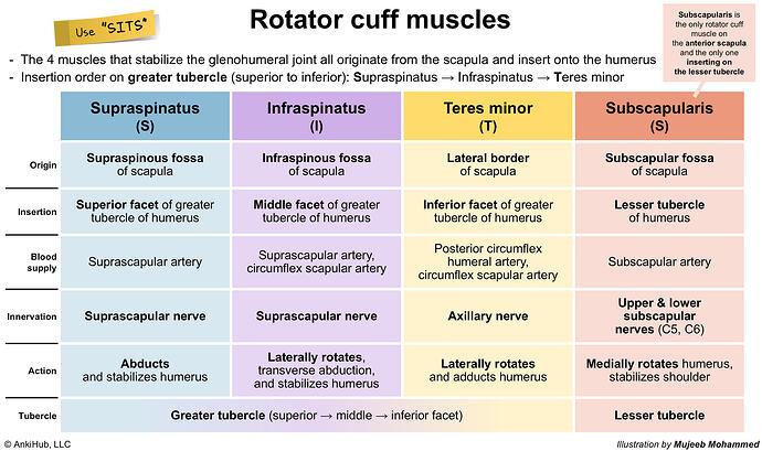 Rotator cuff muscles