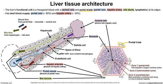 Liver tissue architecture