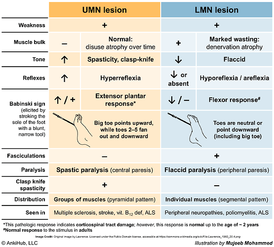 This diagram compares the characteristics of upper motor neuron (UMN) and lower motor neuron (LMN) lesions, highlighting differences in weakness, muscle bulk, tone, reflexes, Babinski sign, fasciculations, paralysis, and associated conditions. (Captioned by AI)
