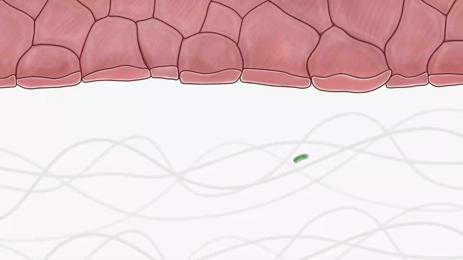 1 - Macrophage Cytokine Release (comp)